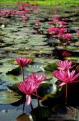 Travel photography:Water lilies in Chiang Rai Province, Thailand