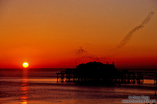 Starlings playing over Brighton Pier at sunset