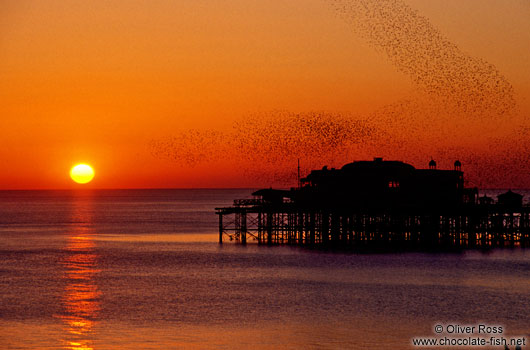 Starlings playing over Brighton Pier at sunset