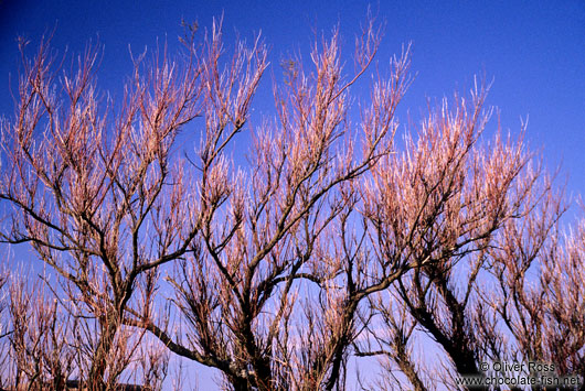 Branches against the sky, Cornwall