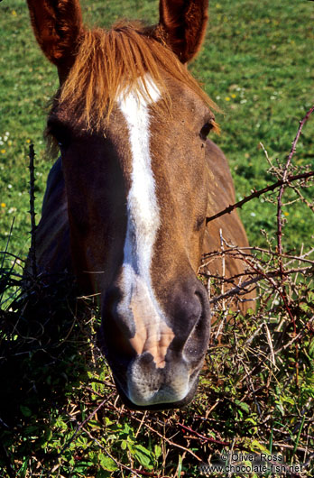 Horse in Cornwall