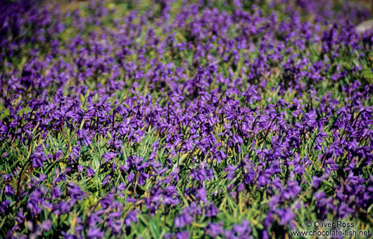 Wild flowers in Cornwall