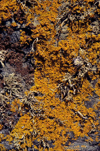 Lichen growing on rock