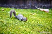 Travel photography:Squirrel in Edinburgh park, United Kingdom