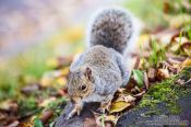 Travel photography:Edinburgh squirrel, United Kingdom