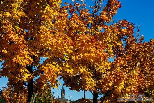 Glasgow trees in autumn colour