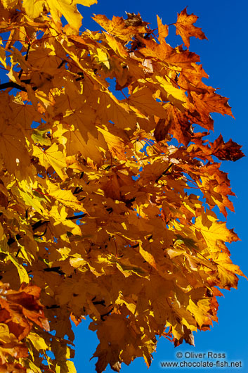 Glasgow trees in autumn colour