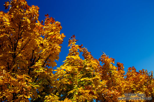 Trees in autumn colour