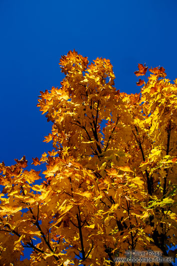 Trees in autumn colour