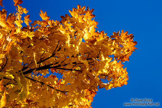 Trees in autumn colour