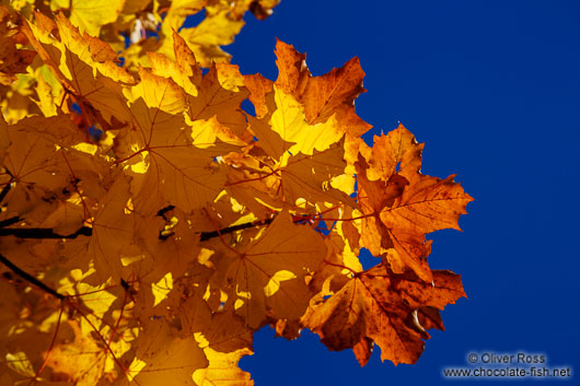 Trees in autumn colour