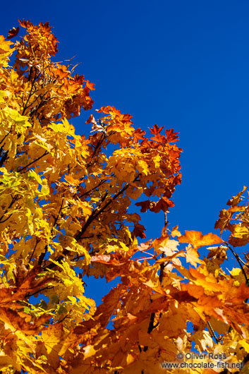Trees in autumn colour