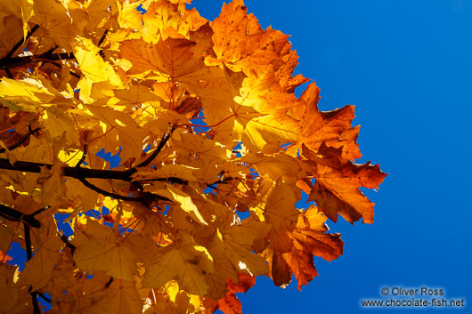 Trees in autumn colour