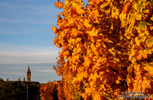 Glasgow trees in autumn colour
