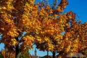 Travel photography:Glasgow trees in autumn colour, United Kingdom