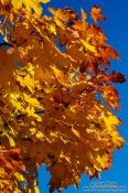 Travel photography:Glasgow trees in autumn colour, United Kingdom