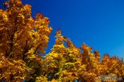 Travel photography:Trees in autumn colour, United Kingdom