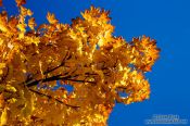 Travel photography:Trees in autumn colour, United Kingdom