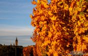 Travel photography:Glasgow trees in autumn colour, United Kingdom