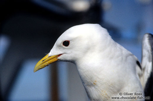 Seagull close