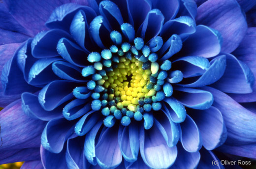 Chrysanthemum flower close-up