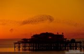 Travel photography:Birds playing over Brighton Pier, United Kingdom