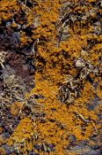 Travel photography:Lichen growing on rock, United Kingdom