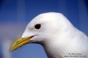 Travel photography:Seagull close, United Kingdom