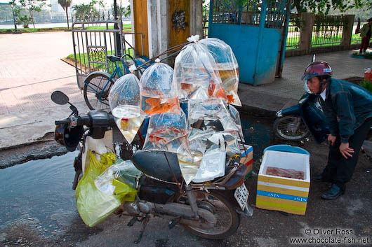 Goldfish on wheels in Hue