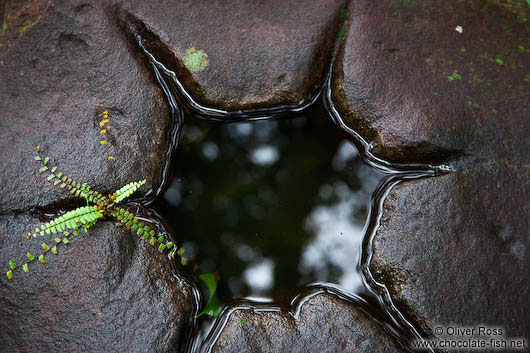 Fern growing in some water collecting in a disused building block at the My Son temple ruins 