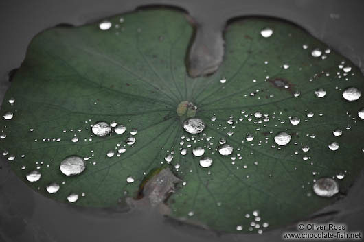 Rain drops on a water lily leaf at My Son