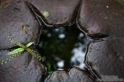 Travel photography:Fern growing in some water collecting in a disused building block at the My Son temple ruins , Vietnam