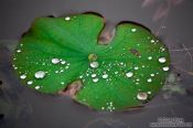 Travel photography:Rain drops on a water lily leaf at My Son, Vietnam