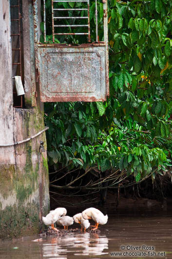 Ducks on the Mekong