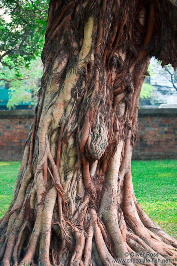 Tree at Hanoi´s Temple of Literature