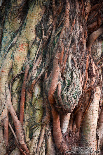 Tree at Hanoi´s Temple of Literature