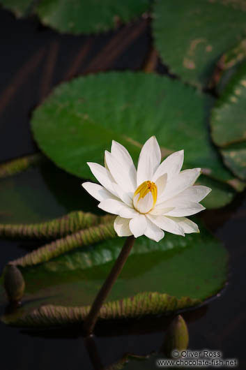 Water lily at Hanoi´s Temple of Literature