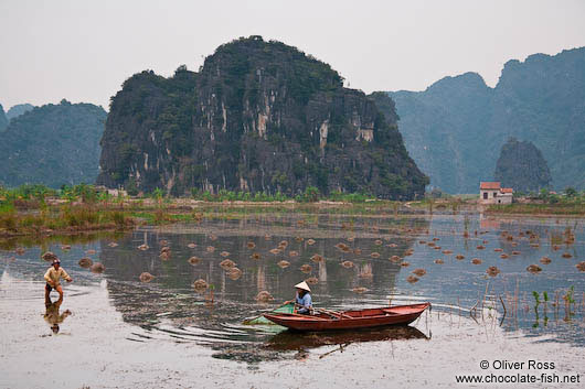 Working a rice field near Tam Coc