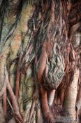 Travel photography:Tree at Hanoi´s Temple of Literature, Vietnam