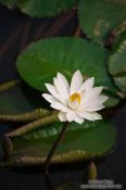 Travel photography:Water lily at Hanoi´s Temple of Literature, Vietnam