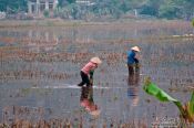 Travel photography:Working the rice fields near Hoa Lu, Vietnam