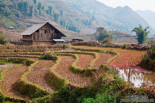 Rice terraces near Sapa´s Cat Cat village 