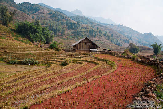 Rice terraces near Sapa´s Cat Cat village 