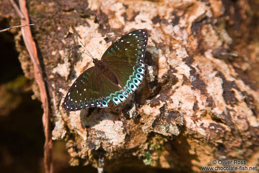 Butterfly near Sapa