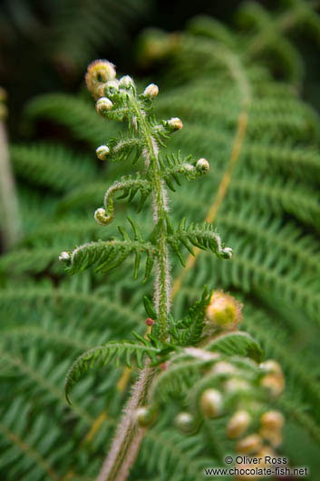 Sapa fern 