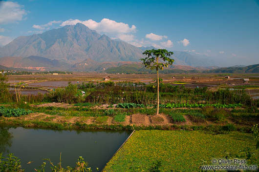 Rice fields near Sapa with Fansipan mountain in the background