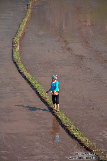 Sowing rice in a field near Sapa