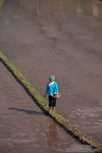 Sowing rice in a field near Sapa