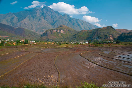 Rice fields near Sapa with Fansipan mountain in the background