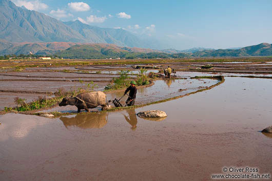 Working the rice fields near Sapa